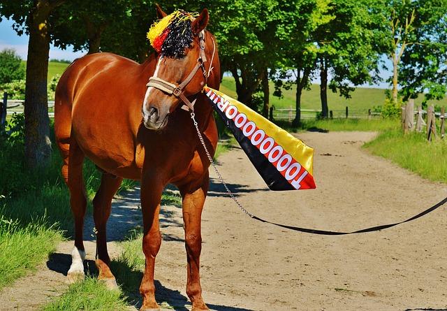 的顶尖选手 的顶尖选手