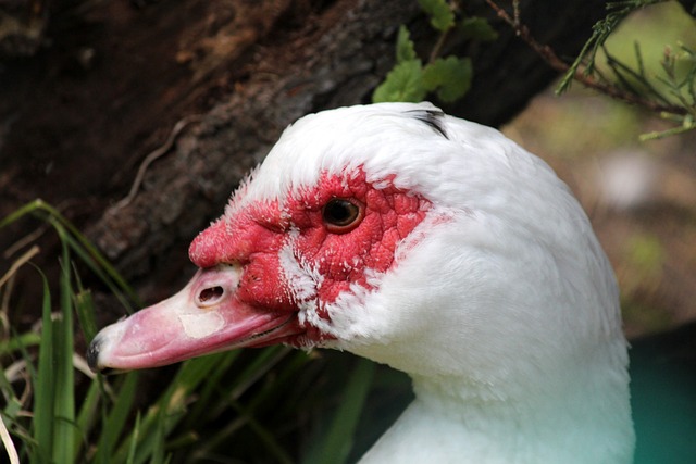 小情牵大局 小情牵大局