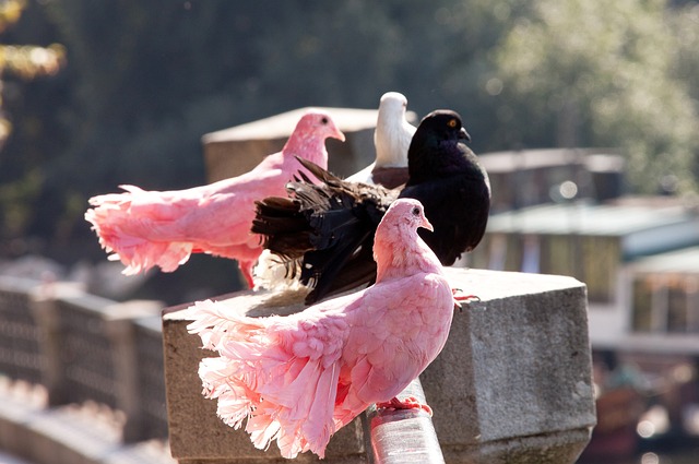 何面對成名 何面對成名